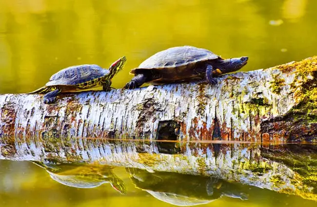 Two turtles on a log.