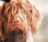 Closeup Of A Shaggy Wirehaired Pointing Griffon.photo By: (C) Pinkcandy Www.fotosearch.com
