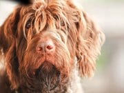 Wirehaired Pointing Griffon Closeup of a shaggy Wirehaired Pointing Griffon.Photo by: (c) Pinkcandy www.fotosearch.com