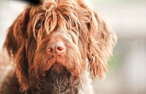 Closeup of a shaggy Wirehaired Pointing Griffon.Photo by: (c) Pinkcandy www.fotosearch.com