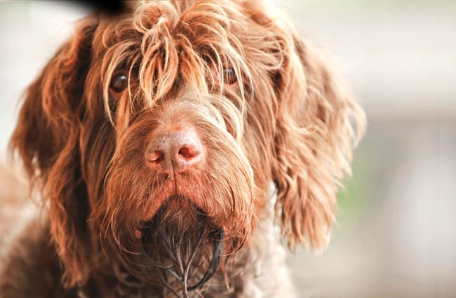 Closeup of a shaggy Wirehaired Pointing Griffon.Photo by: (c) Pinkcandy www.fotosearch.com