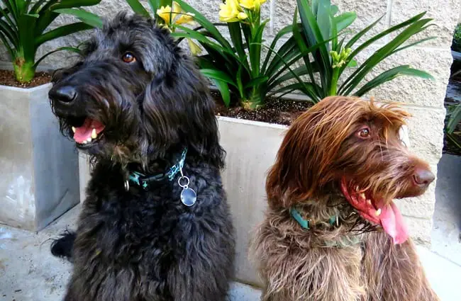 A pair of Wirehaired Pointing Griffon dogs. Photo by: Bennilover https://creativecommons.org/licenses/by-nd/2.0/