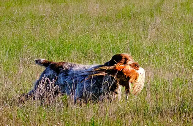 Wirehaired Pointing Griffon on point. Photo by: Jim Dobbins https://creativecommons.org/licenses/by-nd/2.0/