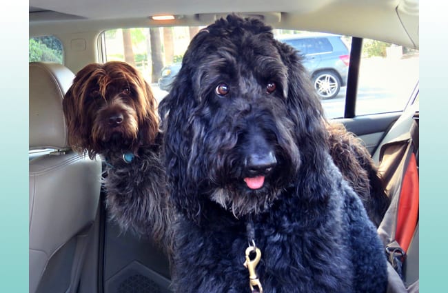 Wirehaired Pointing Griffon buddies in the car. Photo by: Bennilover https://creativecommons.org/licenses/by-nd/2.0/