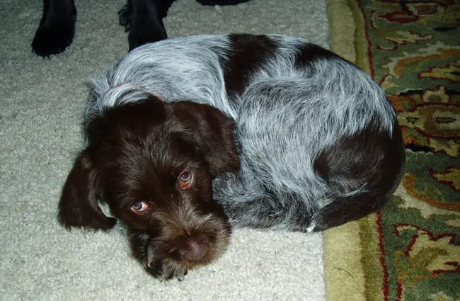 Wirehaired Pointing Griffon puppy, snoozing. Photo by: longball380 https://creativecommons.org/licenses/by-nd/2.0/