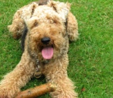 Closeup Of A Welsh Terrier With His Chew Toy.