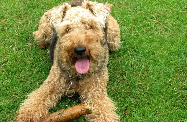 Closeup of a Welsh terrier with his chew toy.