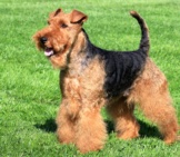 Welsh Terrier In The Yard.photo By: (C) Capturelight Www.fotosearch.com