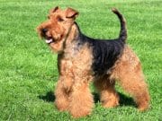 Welsh terrier in the yard.Photo by: (c) CaptureLight www.fotosearch.com