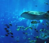Whale Shark Swimming With Many Types Of Fish.