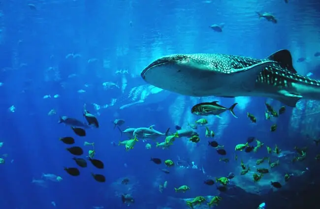Whale shark swimming with many types of fish.