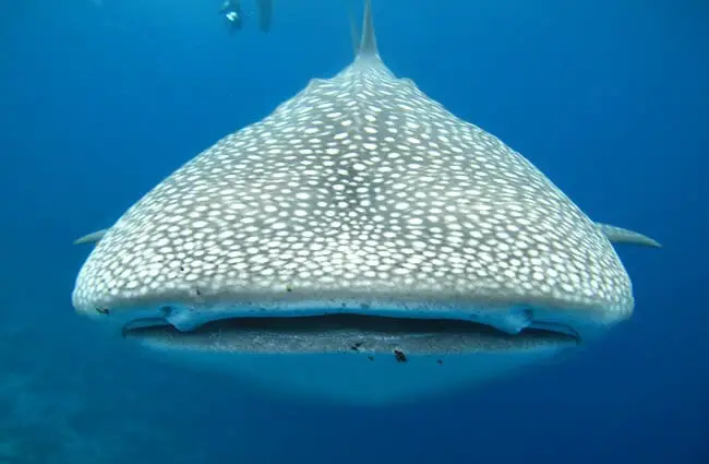 Closeup image of a whale shark&#039;s mouth. 