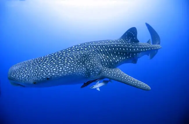 Huge whale shark in Brothers islands in Red Sea, Egypt. Photo by: (c) marcinhajdasz www.fotosearch.com