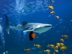 A whale shark amid schools of fish.Photo by: (c) alexeys www.fotosearch.com