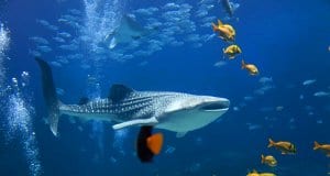 A whale shark amid schools of fish.Photo by: (c) alexeys www.fotosearch.com