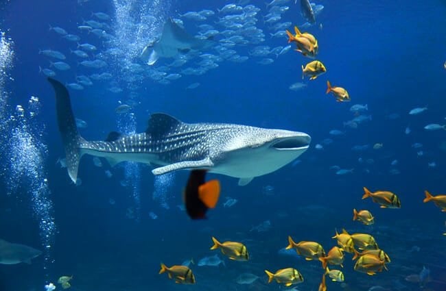 Китовая акула среди косяков рыб.Фото: (c) alexeys www.fotosearch.com