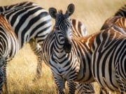 Zebra Herd of zebras in the dawn light.