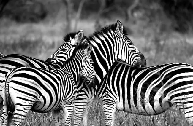 Zebra herdmates.