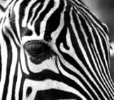 Closeup Of A Zebra Face.