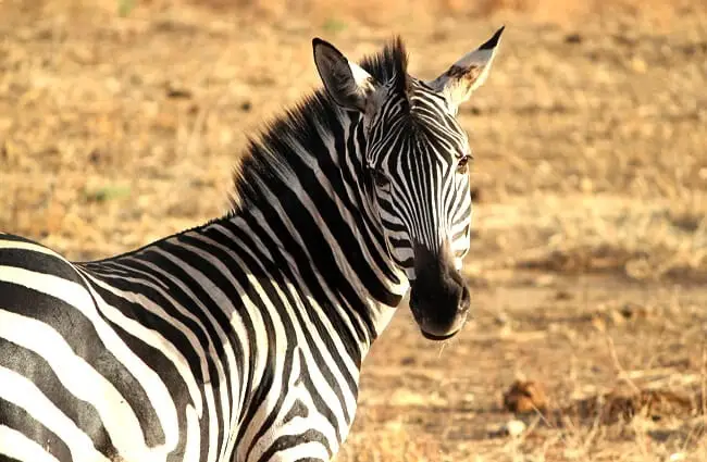 Zebra on the plains.