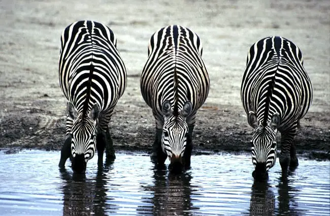 A pair of zebras drinking from the waterhole.