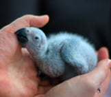 Baby African Grey Parrot, 3 Weeks Old. Photo By: Papooga Https://Creativecommons.org/Licenses/By/2.0/