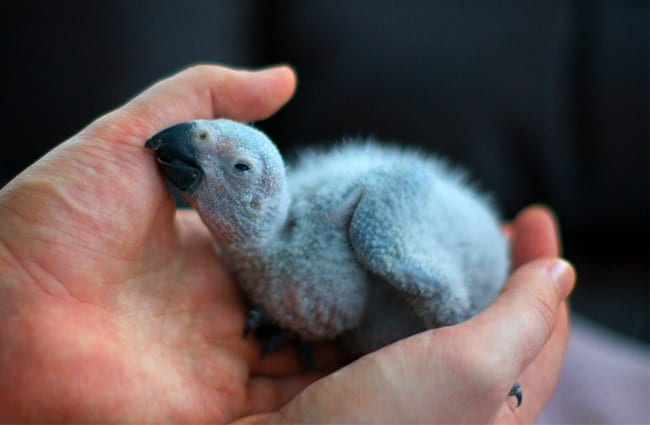 African parrot store baby