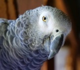 Closeup Of An African Grey Parrot.