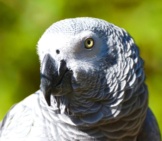 Beautiful Closeup Of An African Grey Parrot, Notice Its Colorful Eyes.