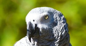 Beautiful closeup of an African Grey Parrot, notice its colorful eyes.