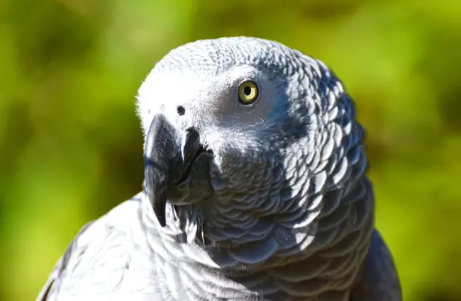 Beautiful closeup of an African Grey Parrot, notice its colorful eyes.
