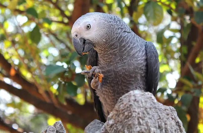 African Grey Parrot resting on a rock in the forest.