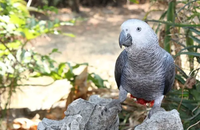 African Grey Parrot outdoors on a rock.