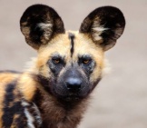 Closeup Of An African Wild Dog.