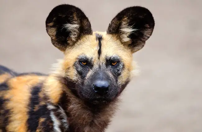 Closeup of an African Wild Dog.