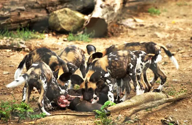 A pack of African Wild Dogs feeding. Photo by: Emiliano Felicissimo https://creativecommons.org/licenses/by-nd/2.0/ 