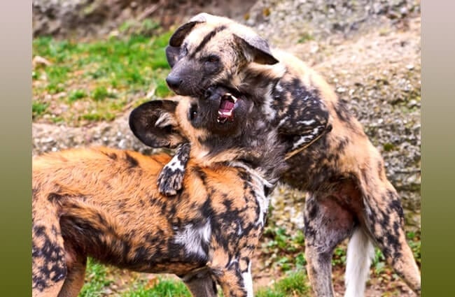 domestic african hunting dog