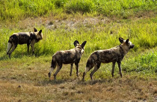 Part of an African Wild Dog pack on the hunt. Photo by: Jeff Kubina https://creativecommons.org/licenses/by-nd/2.0/