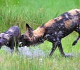 African Wild Dogs Playing In The Water. Photo By: Lip Kee Yap Https://Creativecommons.org/Licenses/By-Nd/2.0/
