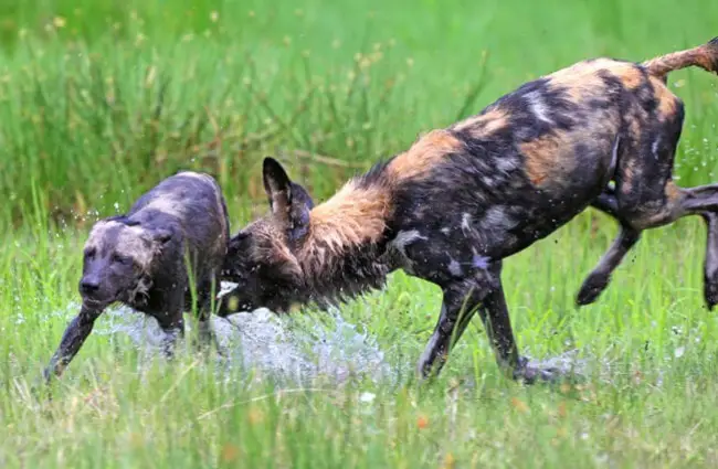 African Wild Dogs playing in the water. Photo by: Lip Kee Yap https://creativecommons.org/licenses/by-nd/2.0/