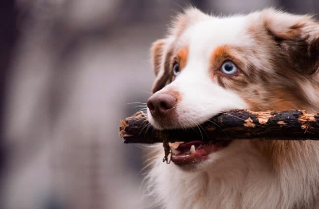 Closeup of a red Australian Shepherd&#039;s face.