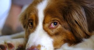 Closeup of a beautiful red Australian Shepherd puppy.