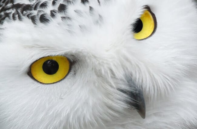 Closeup of a barn owl&#039;s eyes.