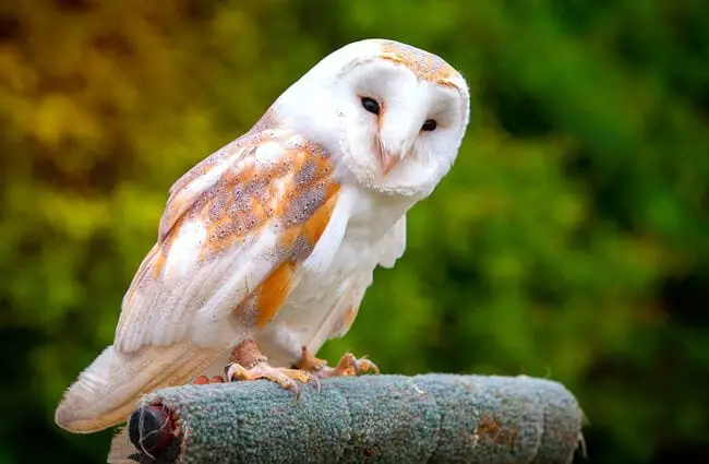 Red and white barn owl on falconry a perch.