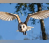 Barn Owl In Flight. His Soft Feathers Make Him A Silent Predator.