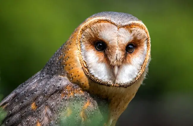 Red and brown barn owl.