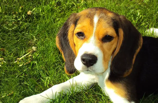 Beagle puppy.