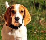 Closeup Of A Beagle.