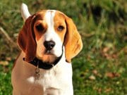 Closeup of a Beagle.