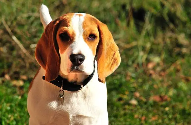 Closeup of a Beagle.